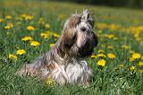 SHIH TZU 241